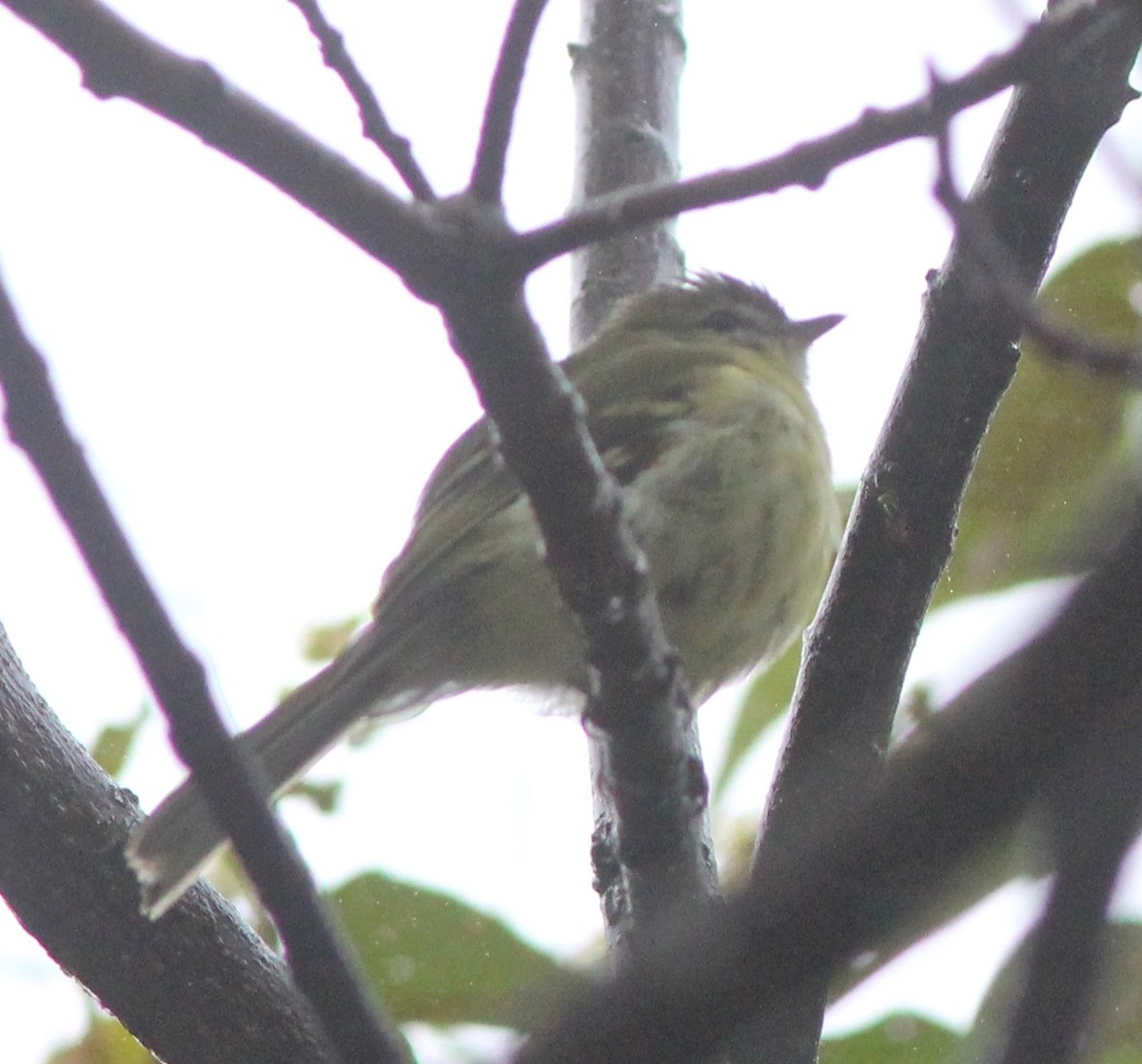 Greenish Tyrannulet - ML62434501