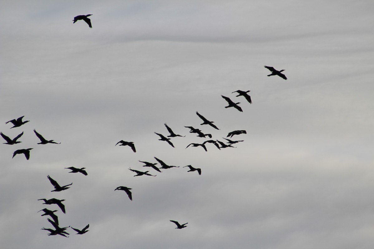 Kormoran (sinensis/hanedae) - ML624345015