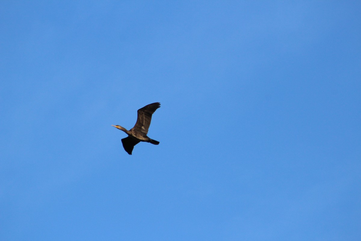 Kormoran (sinensis/hanedae) - ML624345027