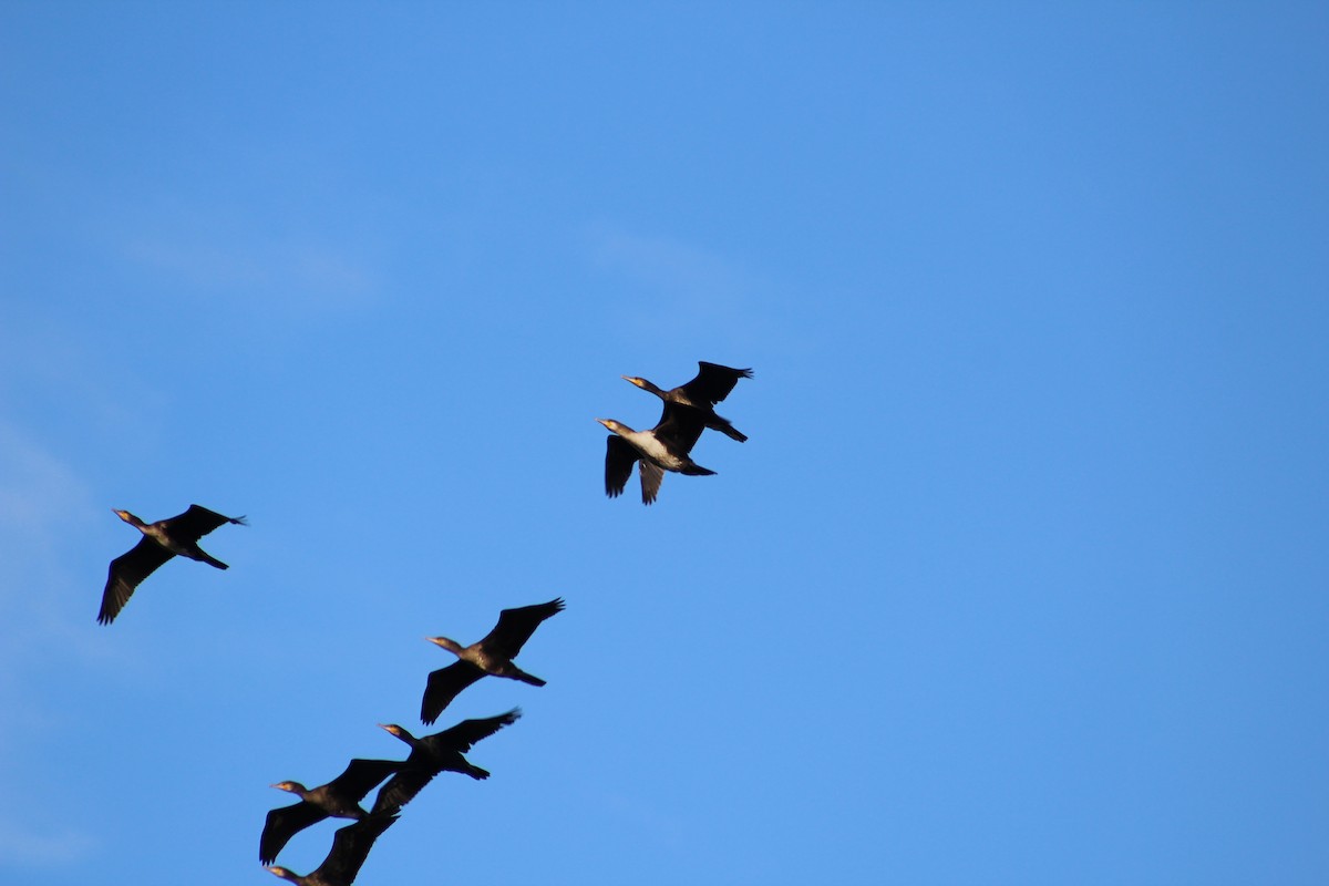 Kormoran (sinensis/hanedae) - ML624345030