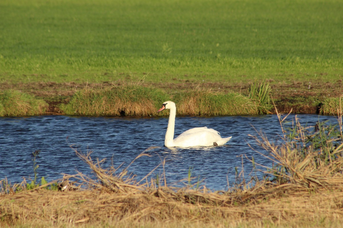 Höckerschwan - ML624345060