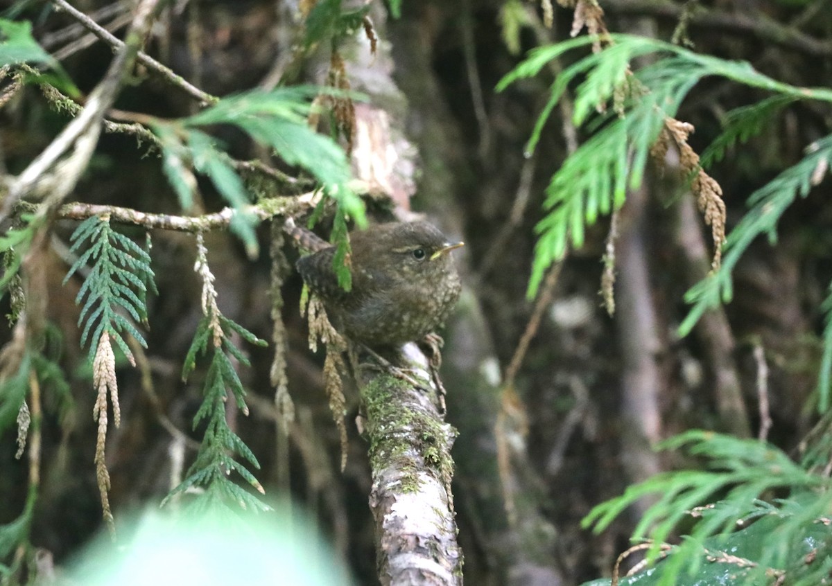 Pacific Wren - "Chia" Cory Chiappone ⚡️