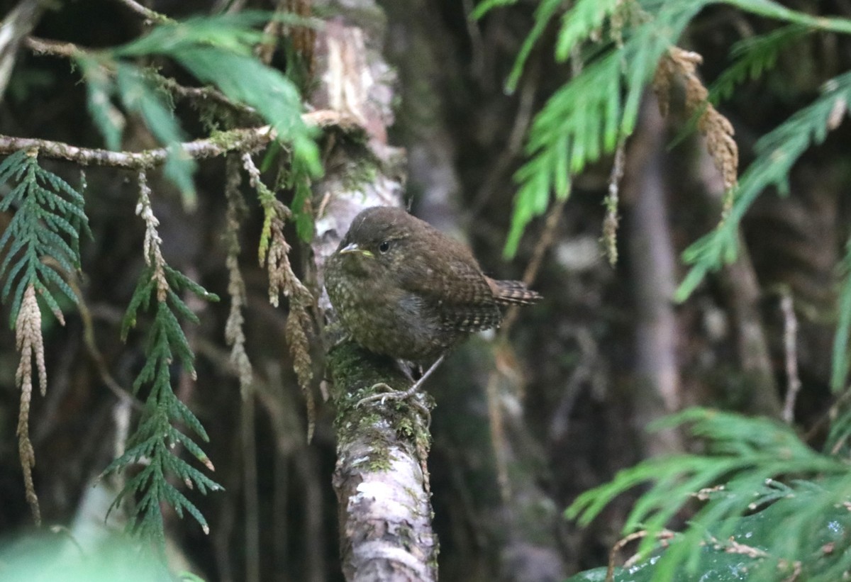 Pacific Wren - ML624345070