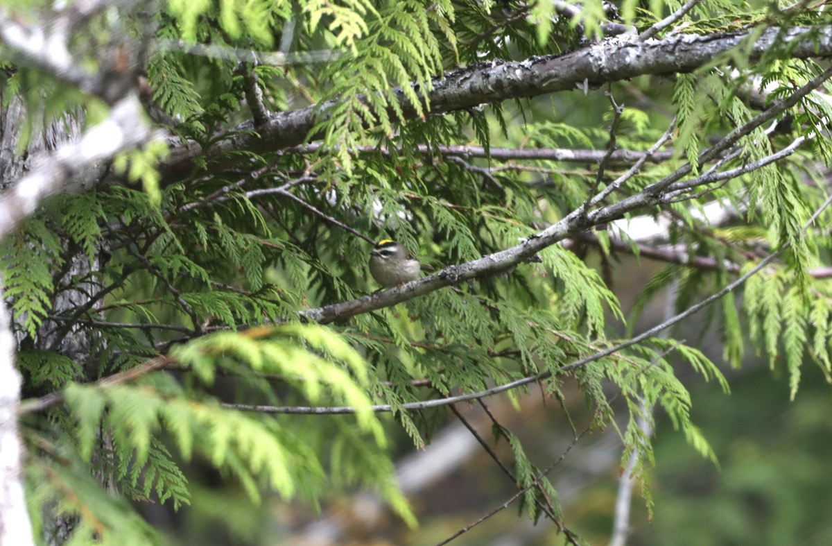 Golden-crowned Kinglet - ML624345089