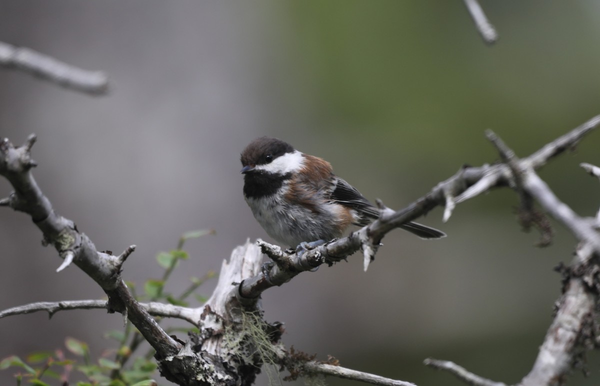 Chestnut-backed Chickadee - ML624345101