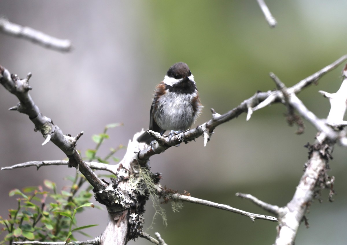 Chestnut-backed Chickadee - ML624345103