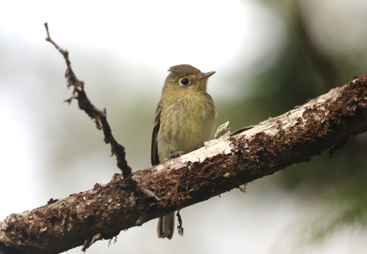 Western Flycatcher - ML624345112