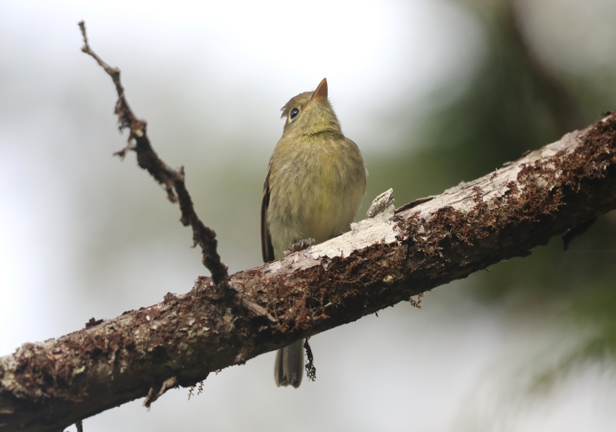 Western Flycatcher - ML624345117