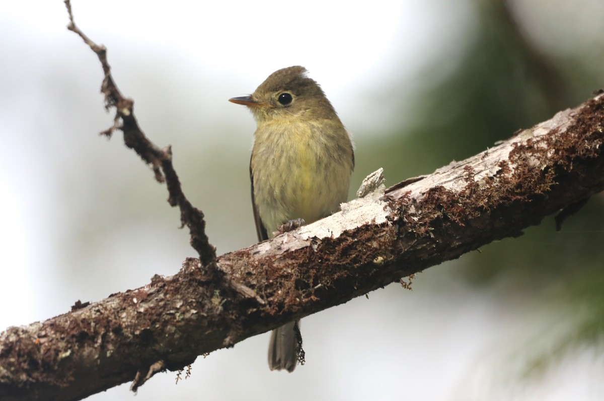 Western Flycatcher - ML624345118