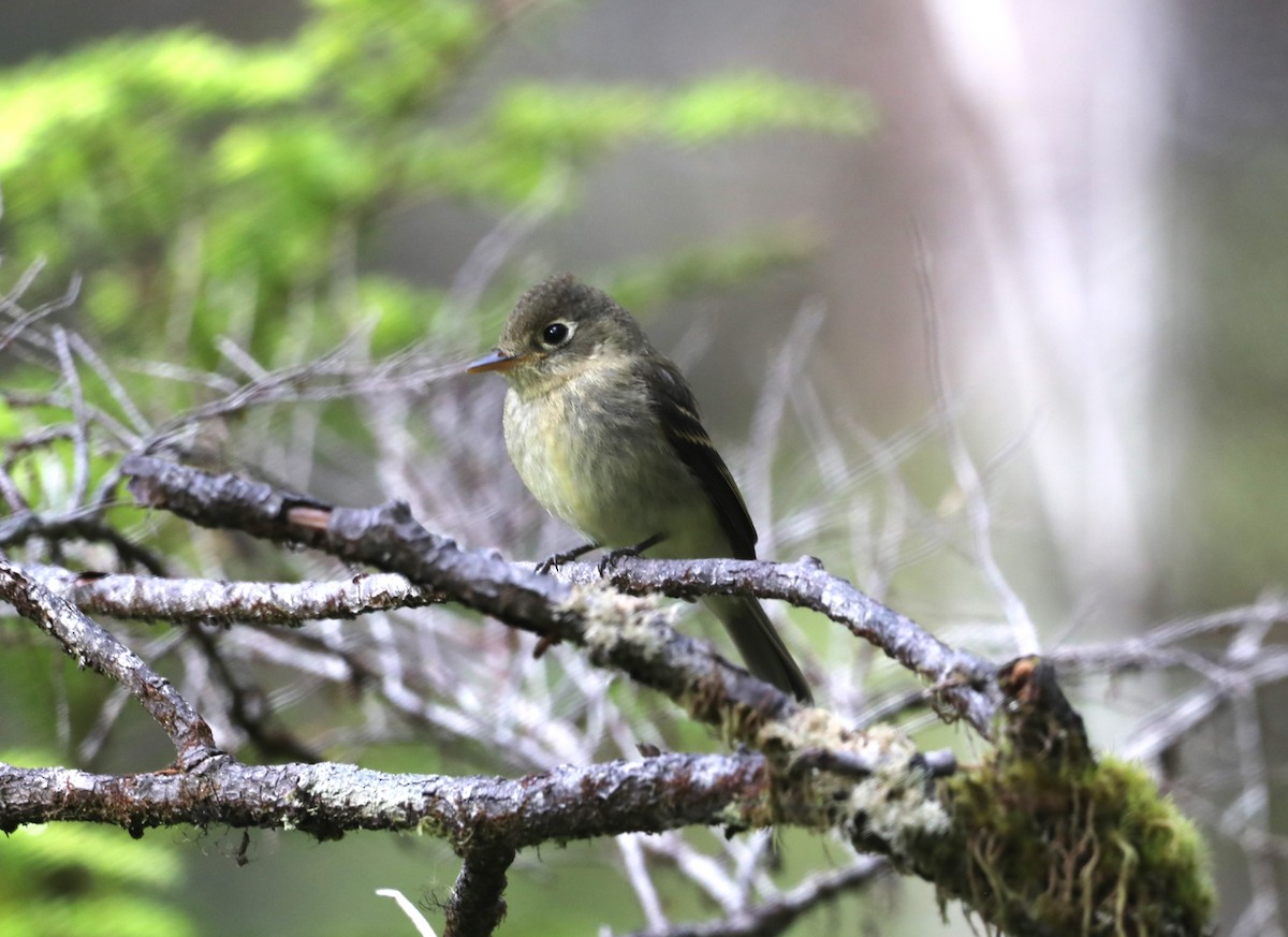 Western Flycatcher - ML624345119