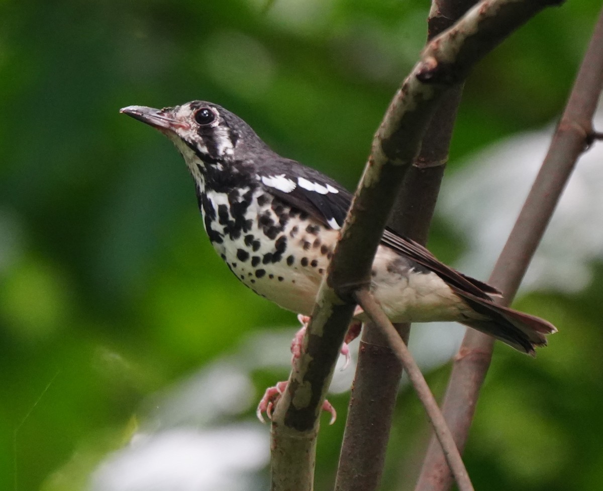 Ashy Thrush - ML624345125