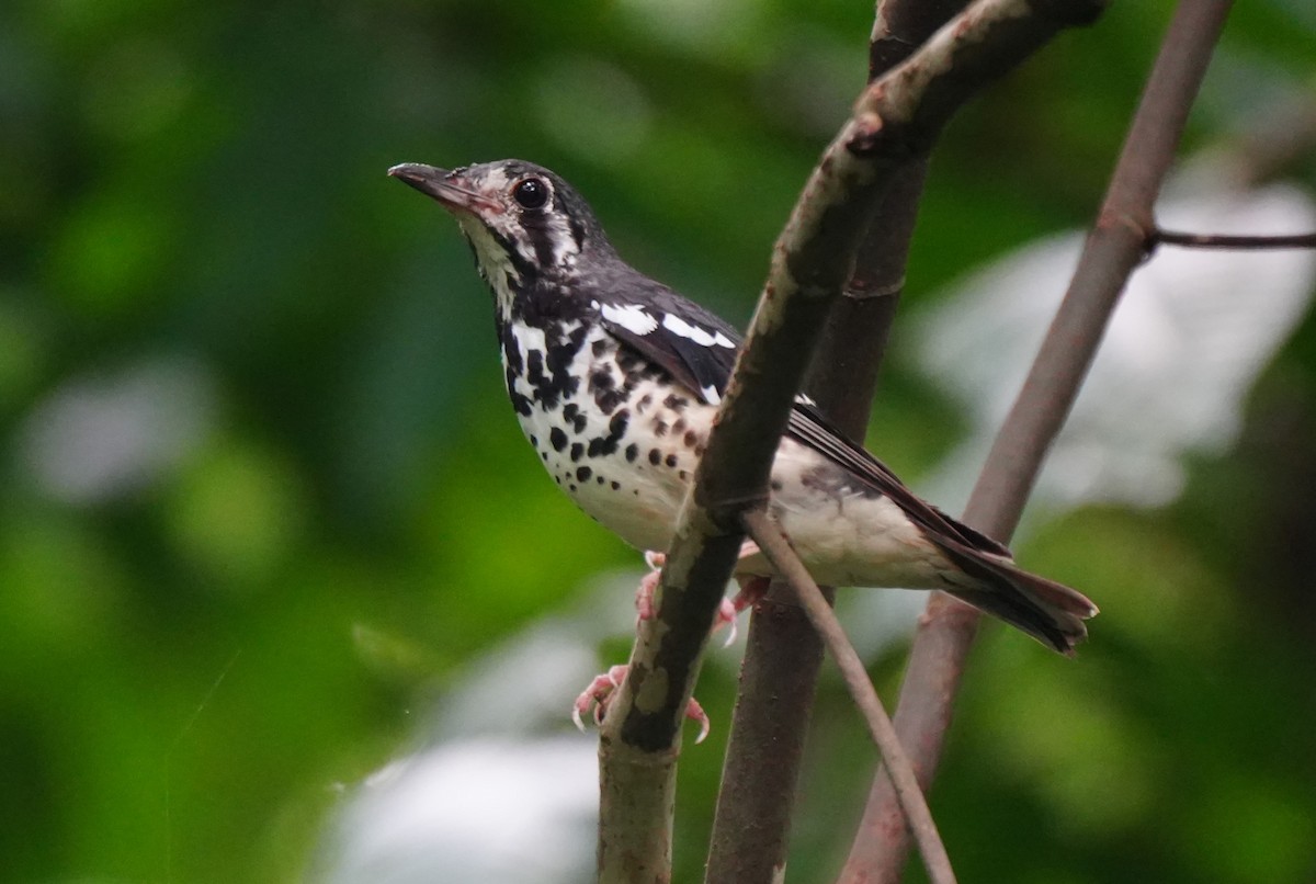 Ashy Thrush - ML624345126