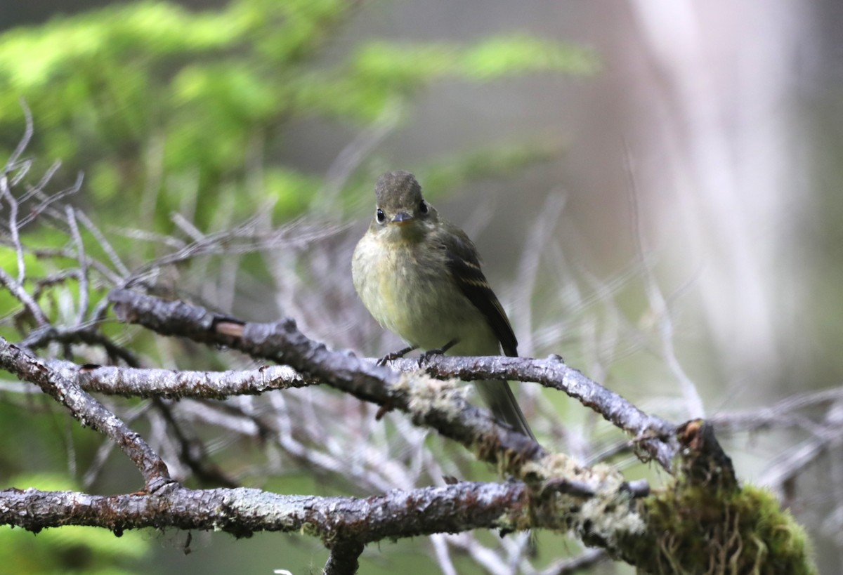 Western Flycatcher - ML624345127