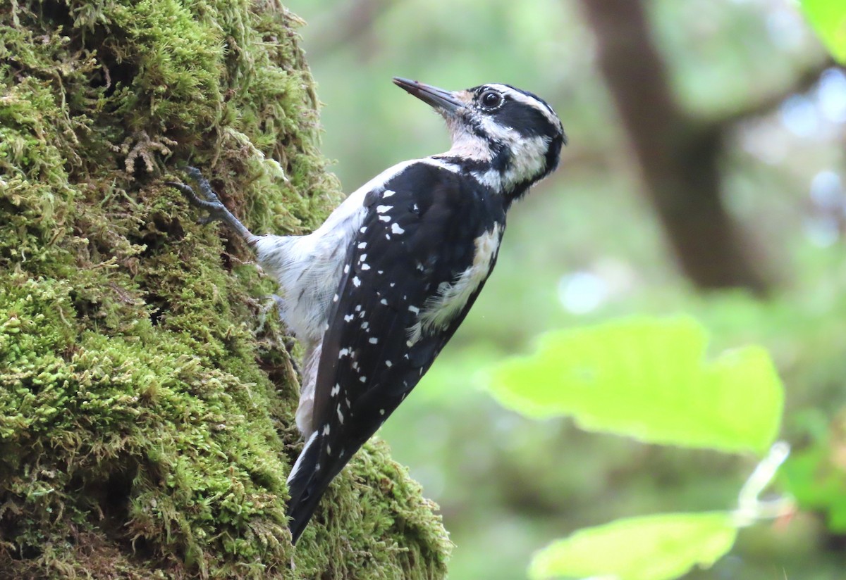 Hairy Woodpecker - ML624345134