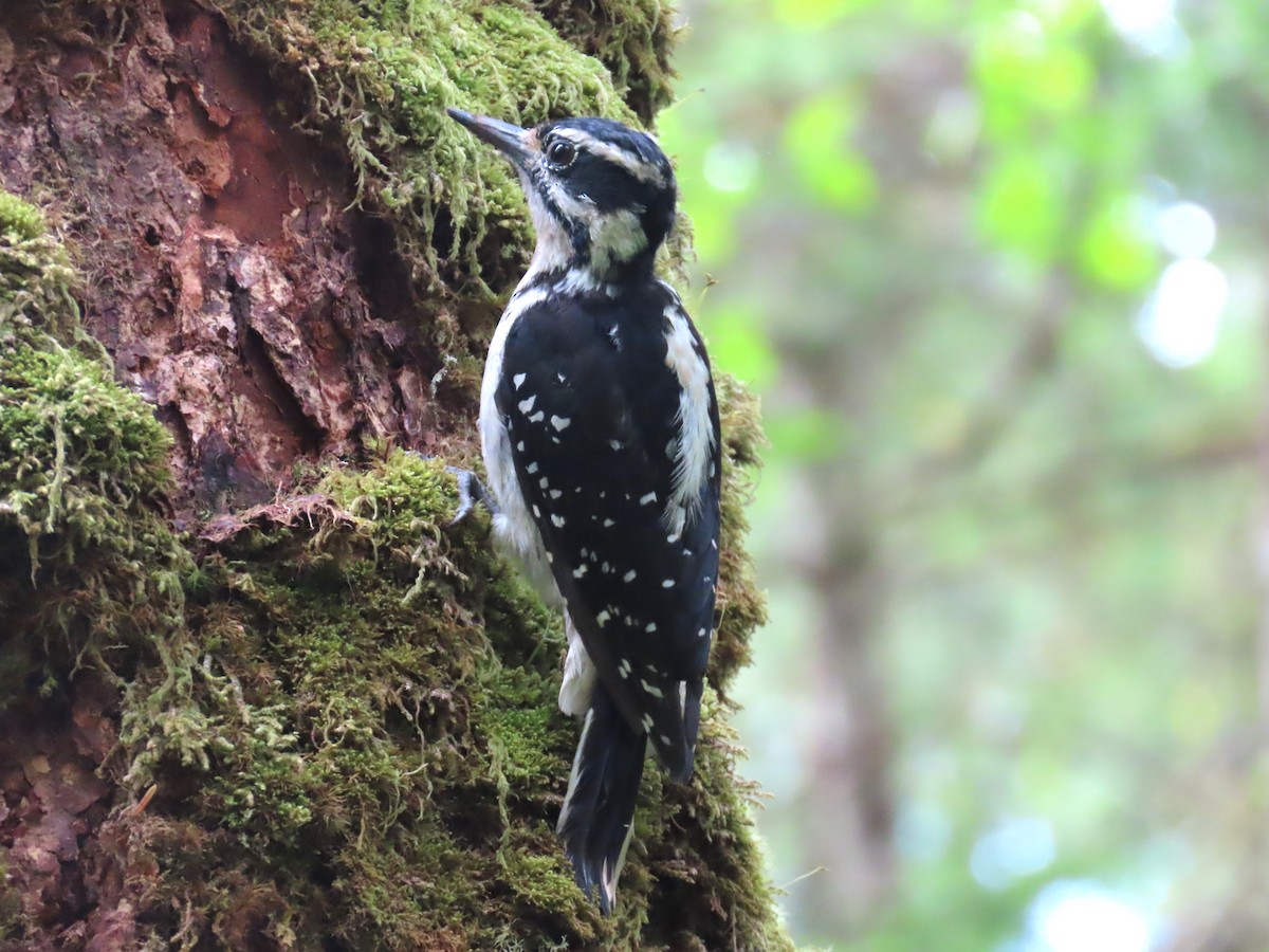 Hairy Woodpecker - ML624345136