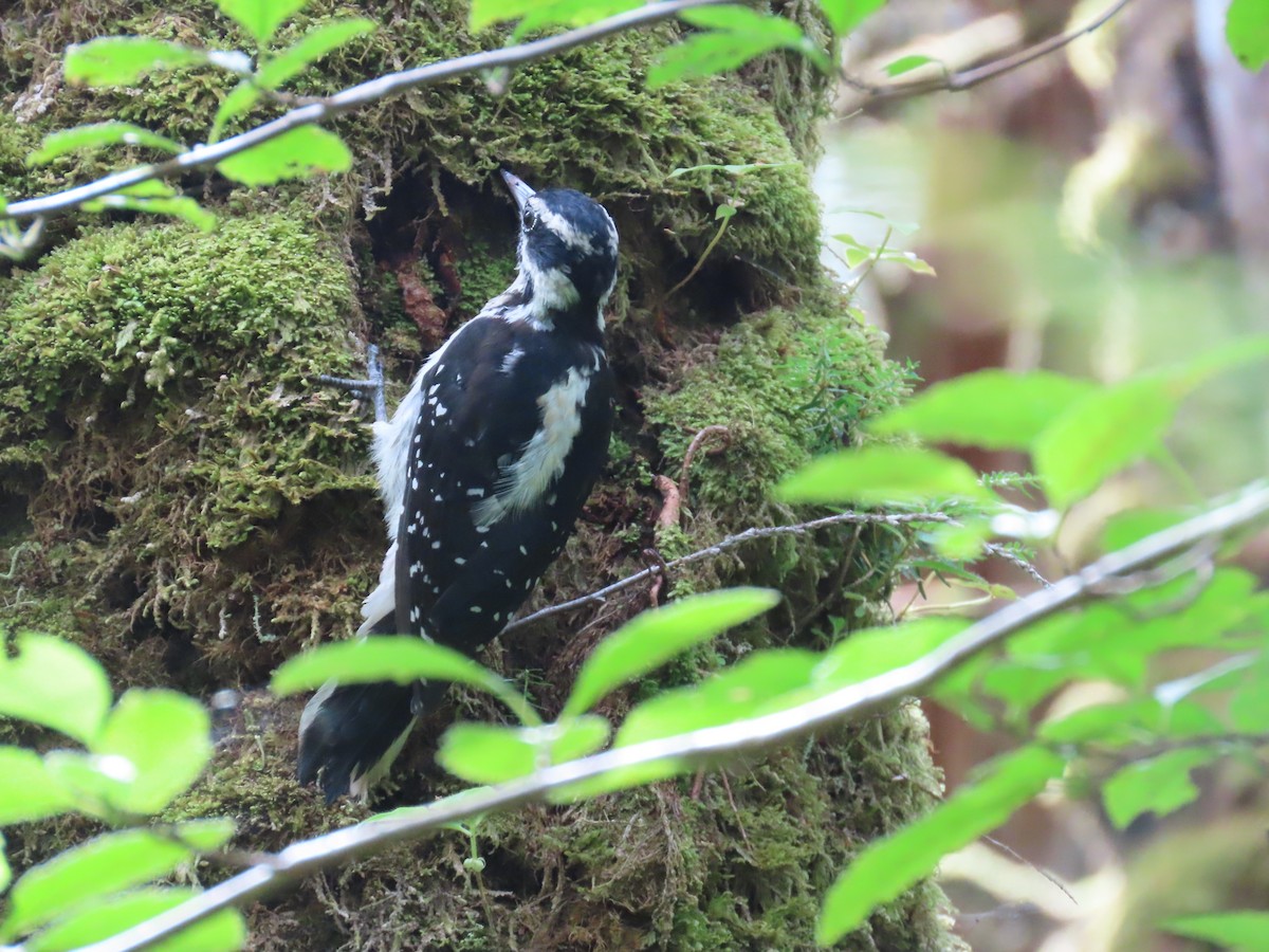 Hairy Woodpecker - ML624345137