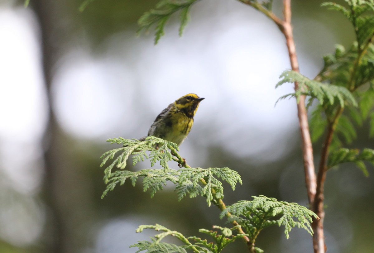 Townsend's Warbler - ML624345146