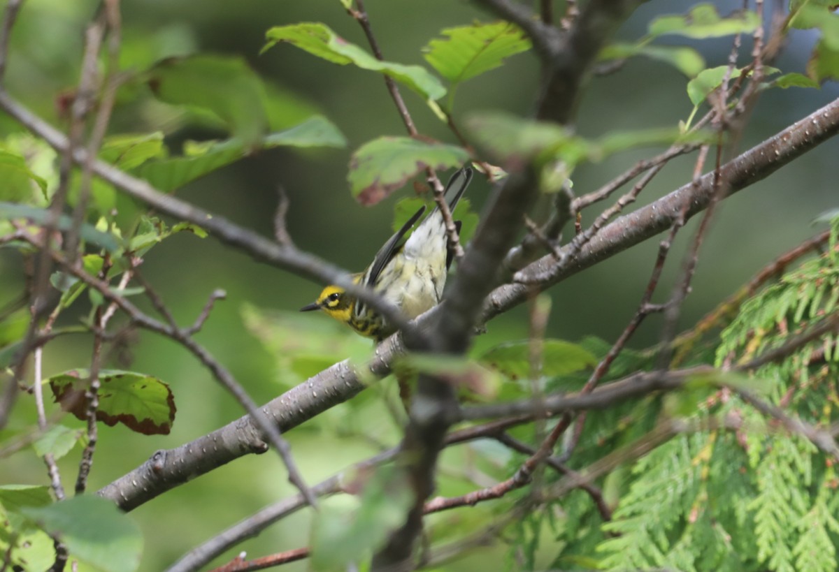 Townsend's Warbler - ML624345148