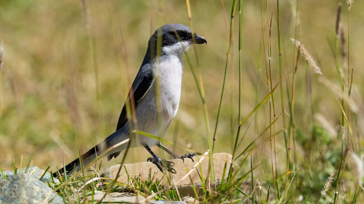 Giant Shrike - ML624345172