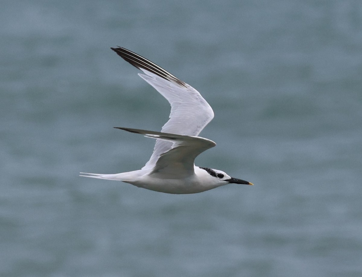 Sandwich Tern - Rob Van Epps