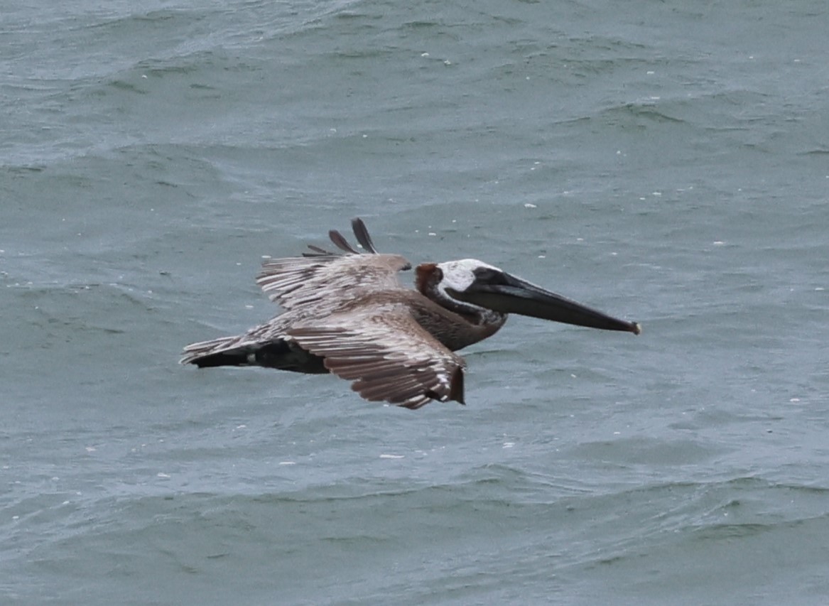 Brown Pelican - ML624345193