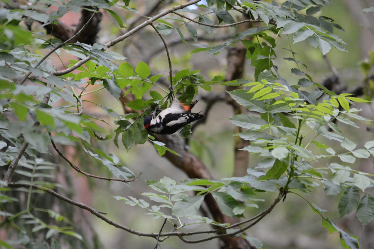 Great Spotted Woodpecker - ML62434521