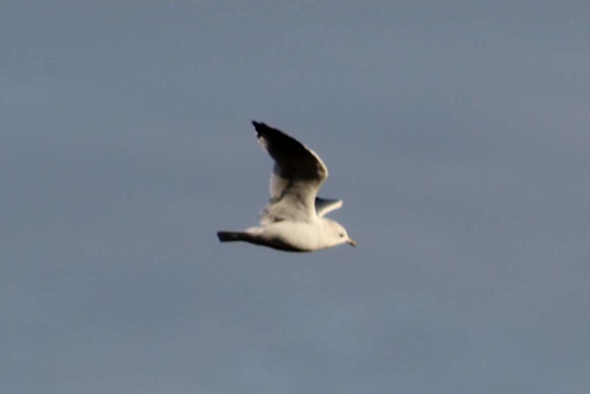 Sturmmöwe (canus) - ML624345232