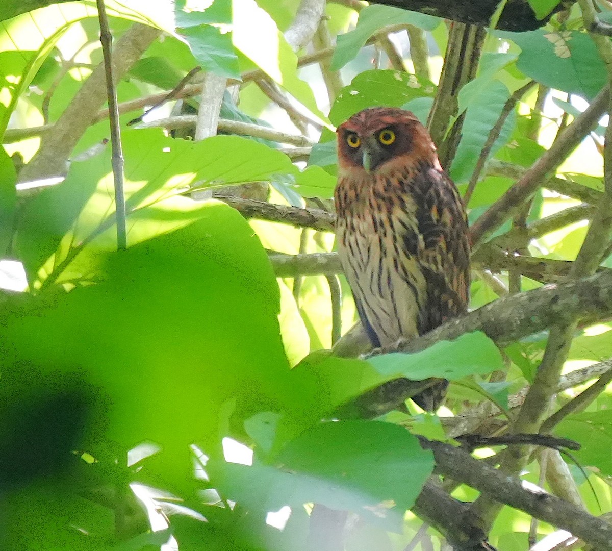 Philippine Eagle-Owl - Dindo Karl Mari Malonzo