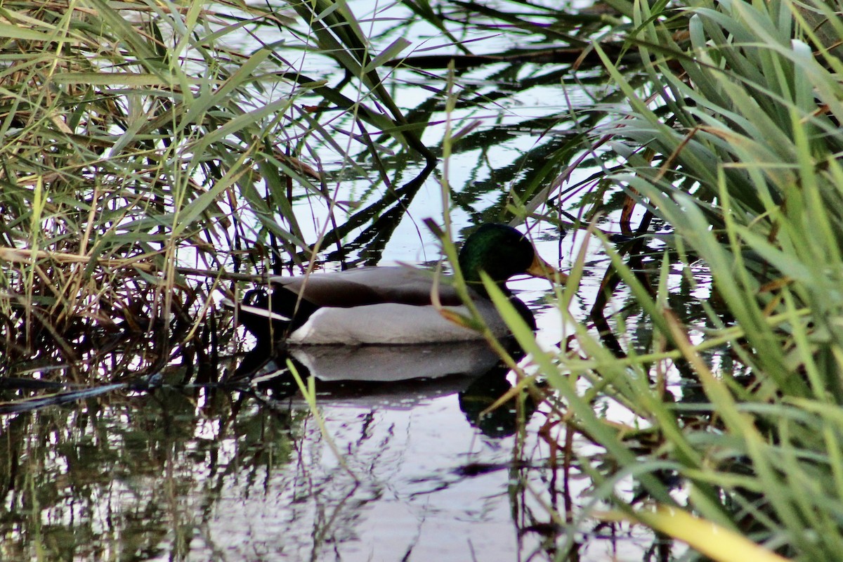 Stockente - ML624345334
