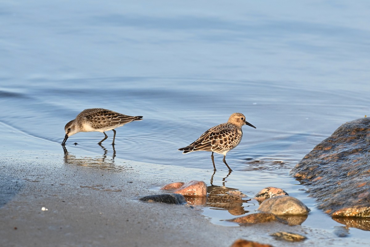 Baird's Sandpiper - ML624345358