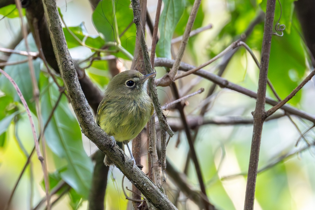 Eye-ringed Tody-Tyrant - ML624345426