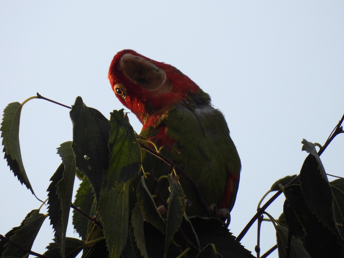 Red-masked Parakeet - ML624345476