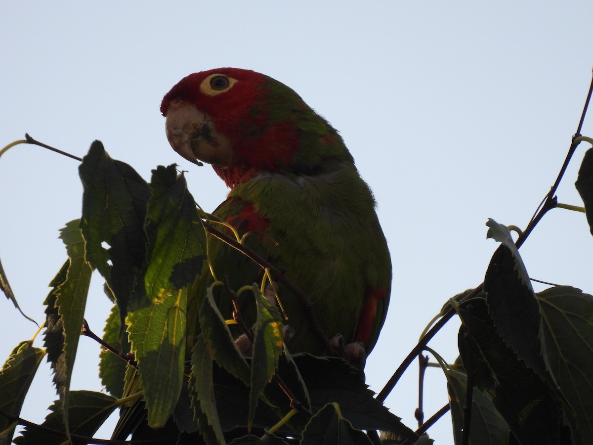 オナガアカボウシインコ - ML624345477