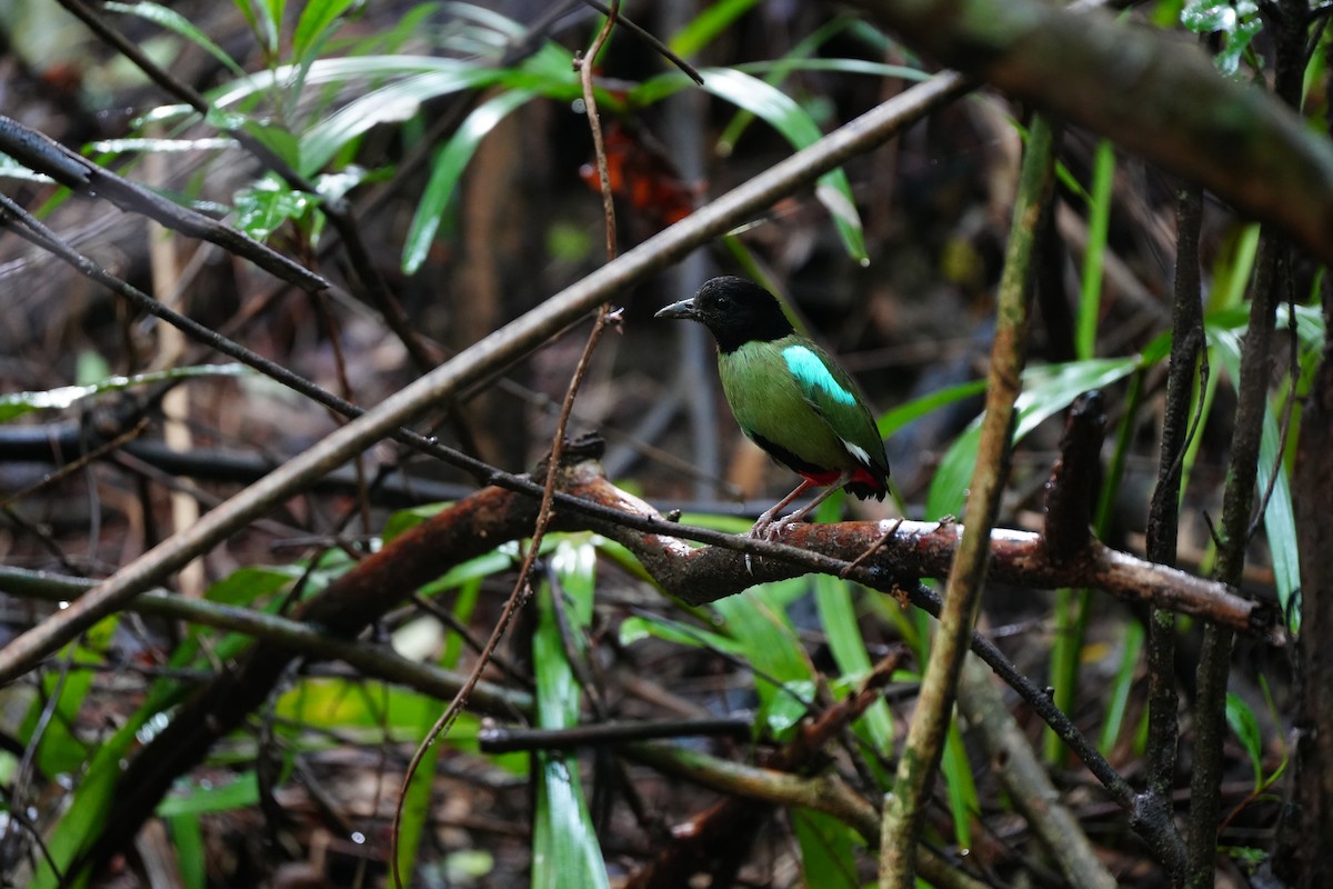 Western Hooded Pitta (Philippine) - ML624345553