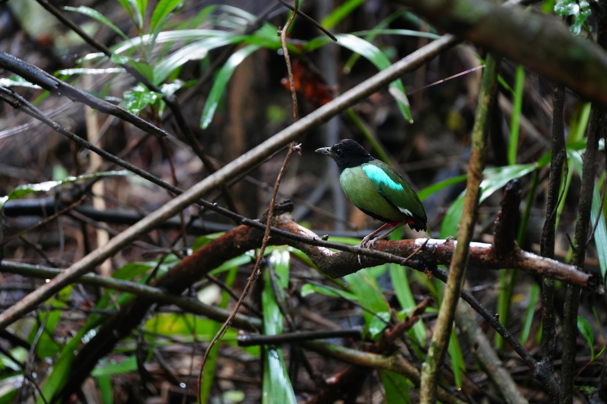 Western Hooded Pitta (Philippine) - ML624345554