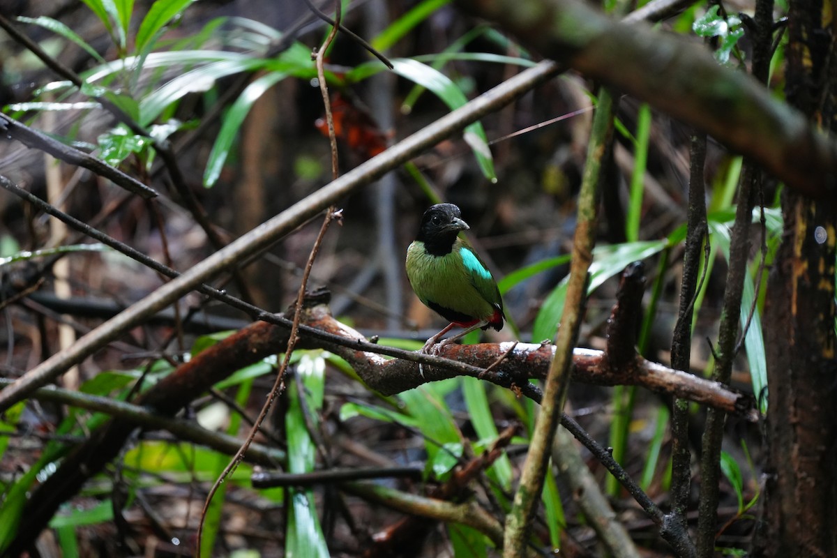 Western Hooded Pitta (Philippine) - ML624345555