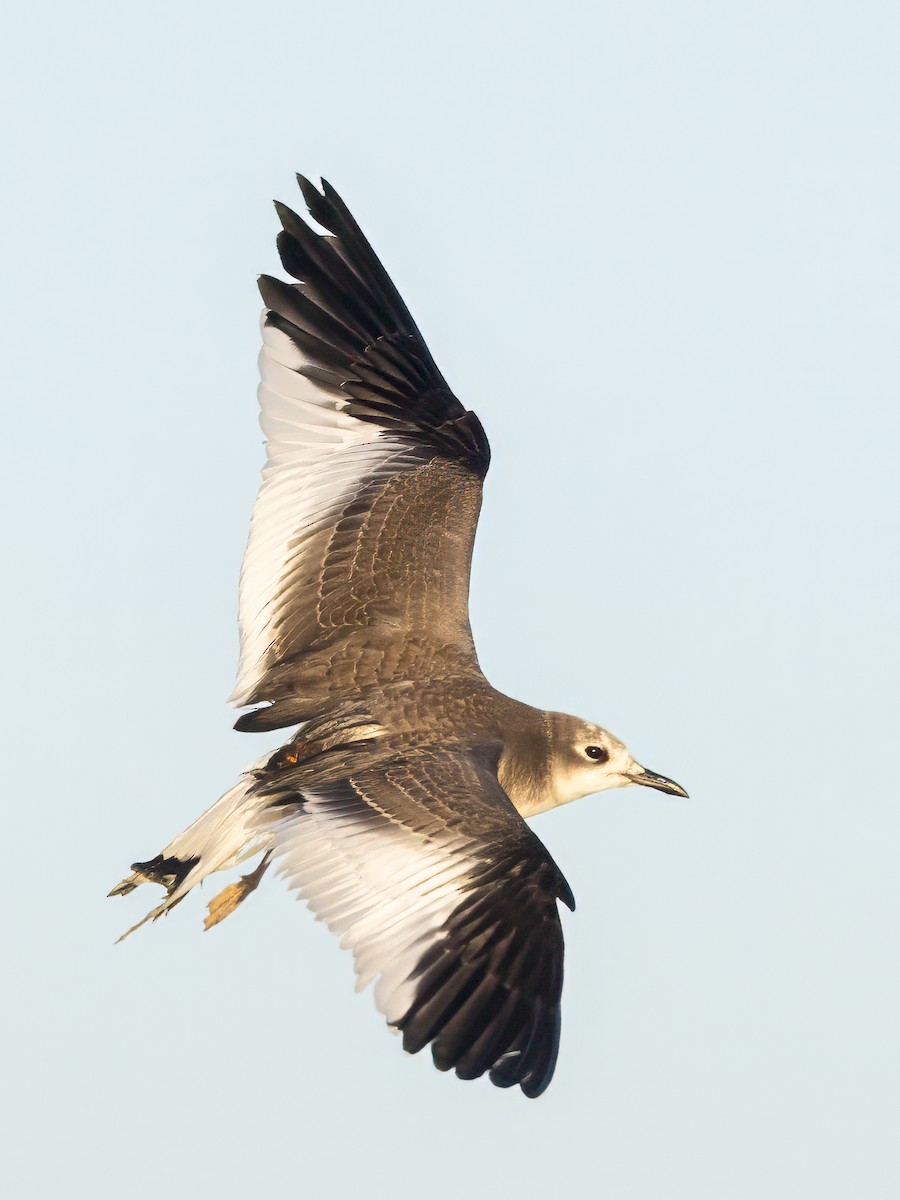 Sabine's Gull - ML624345682