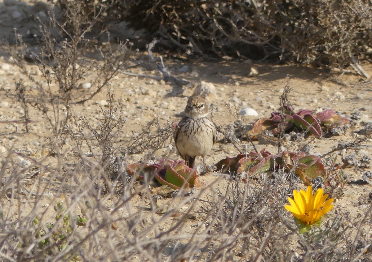 Dune Lark (Barlow's) - ML624345704