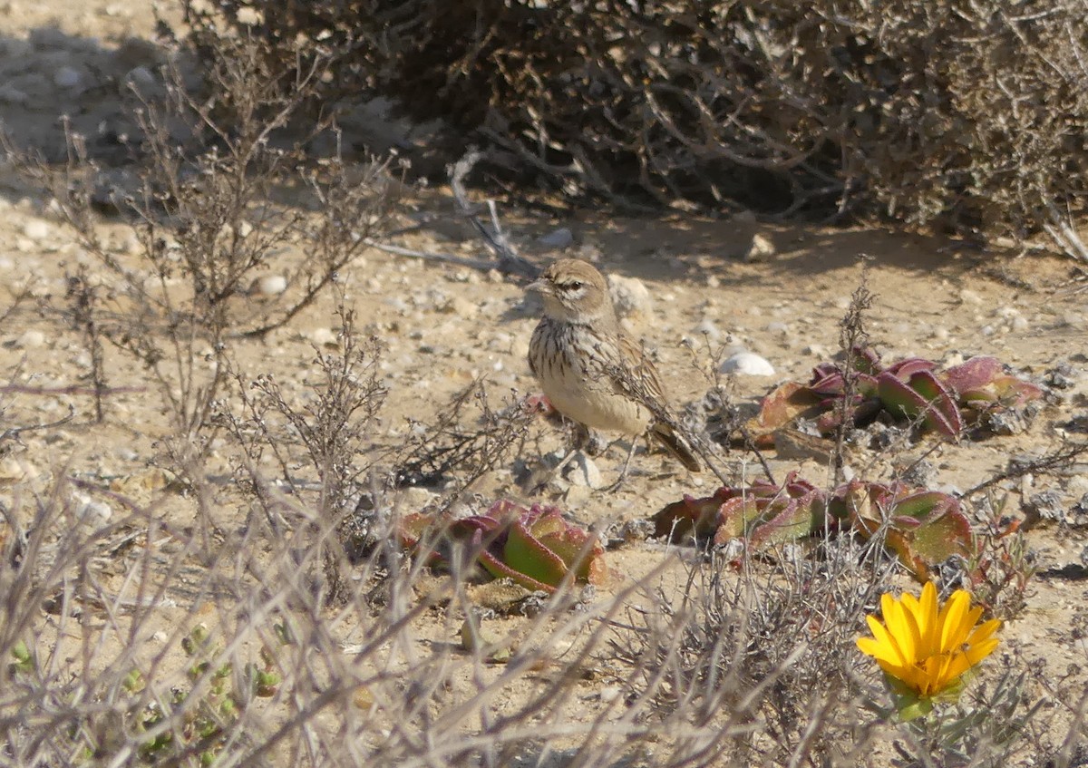 Dune Lark (Barlow's) - ML624345705