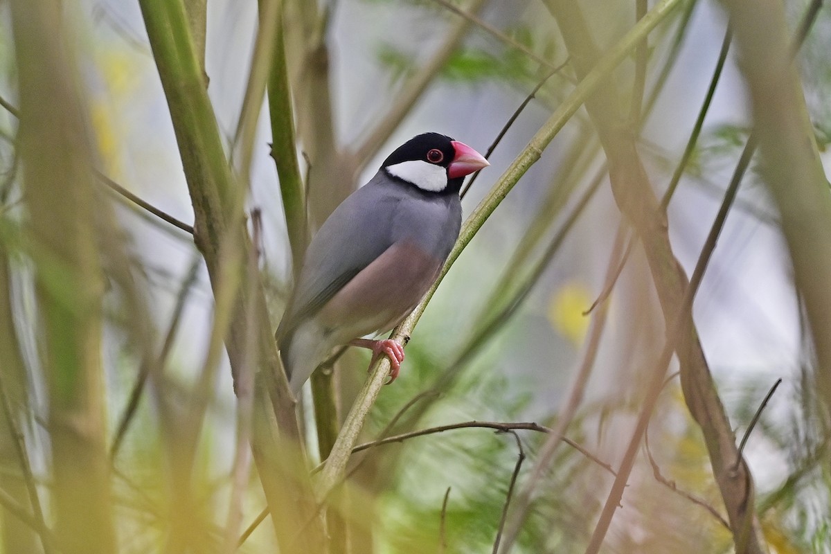 Java Sparrow - ML624345746