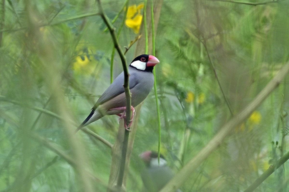 Java Sparrow - ML624345750