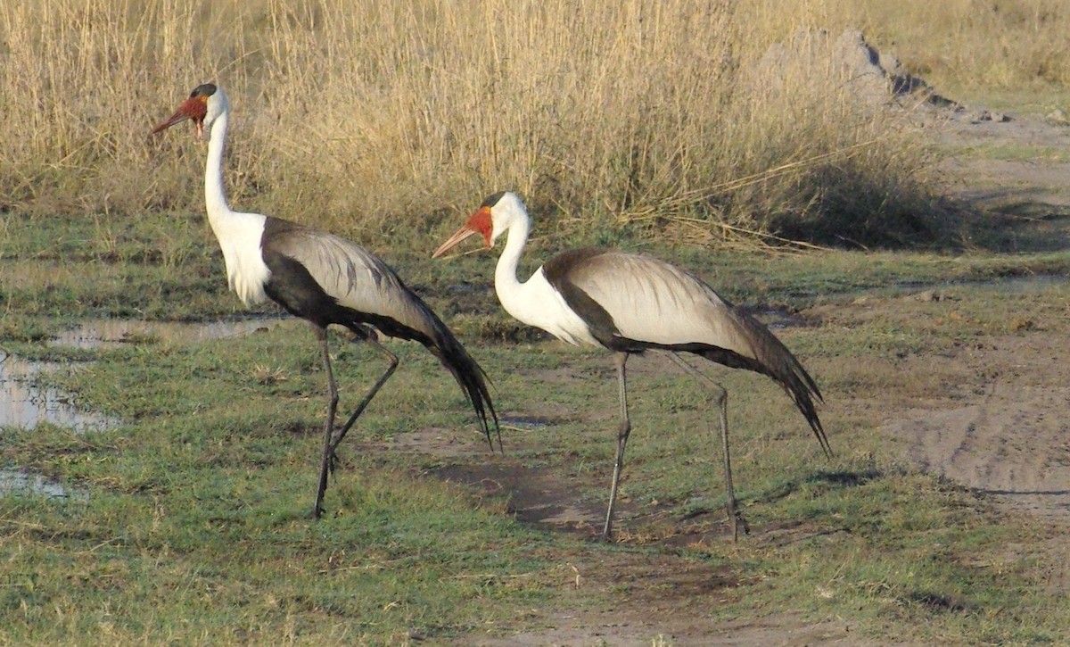 Wattled Crane - ML624345758