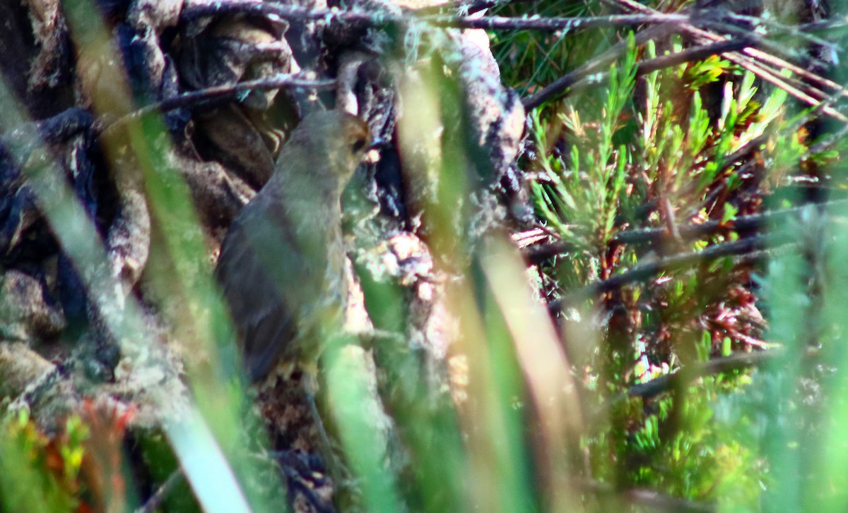 Boyaca Antpitta - ML624345831