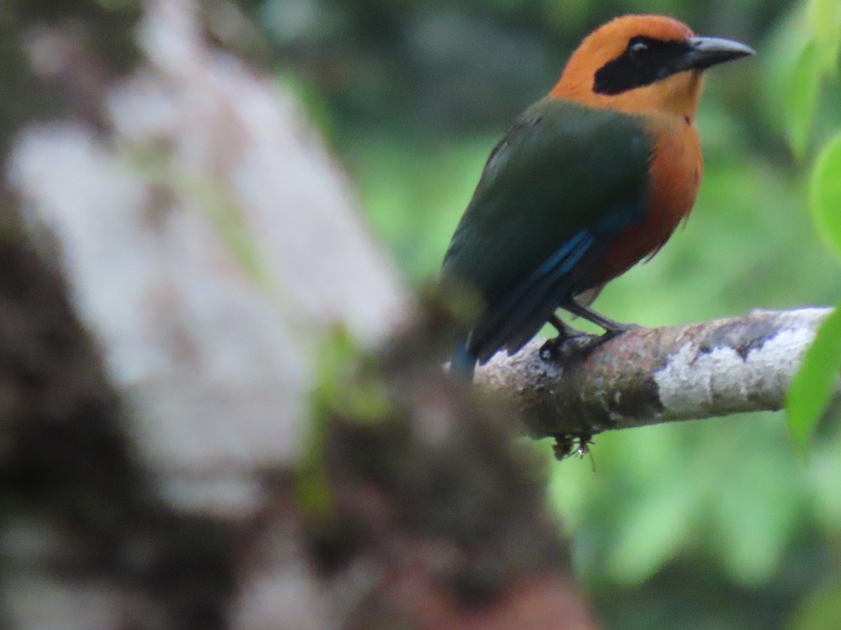 Rufous Motmot - ML624346209
