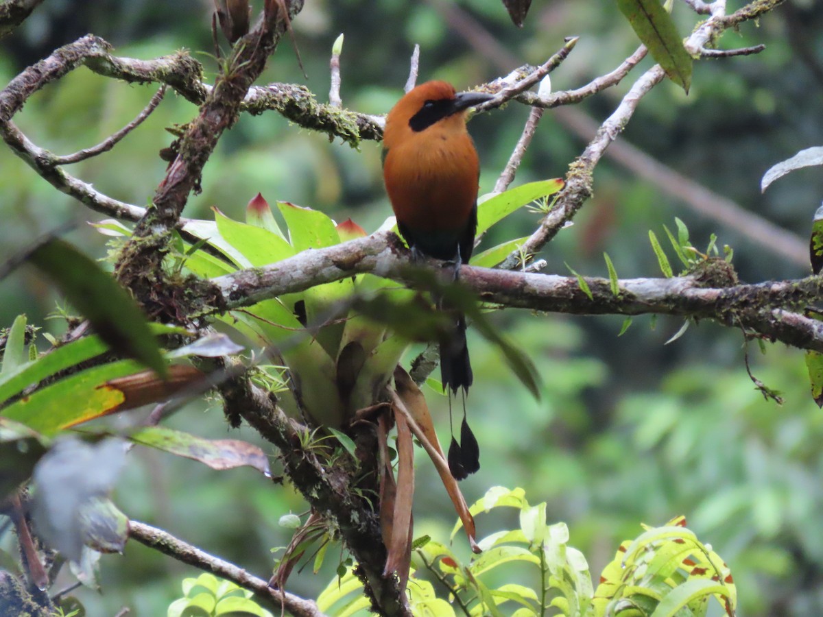 Rufous Motmot - ML624346210