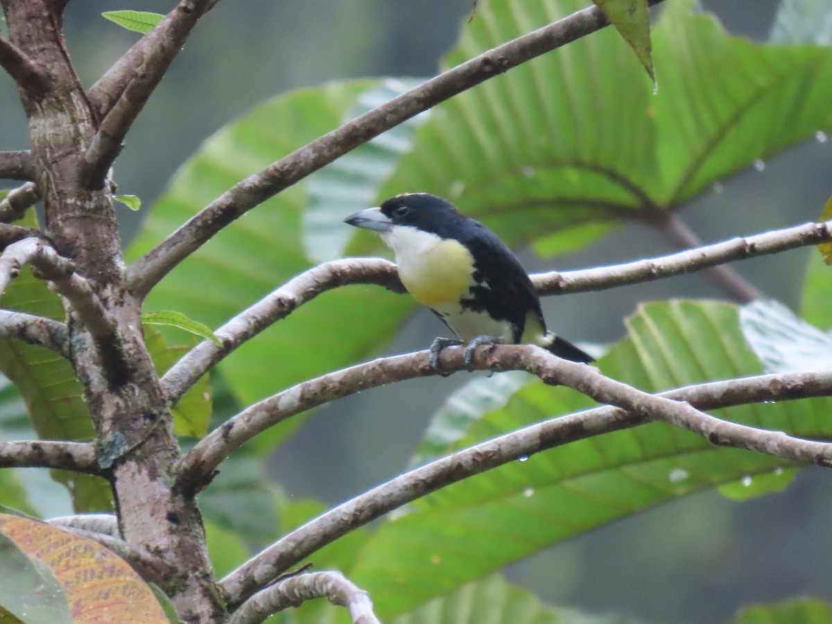 Spot-crowned Barbet - ML624346215