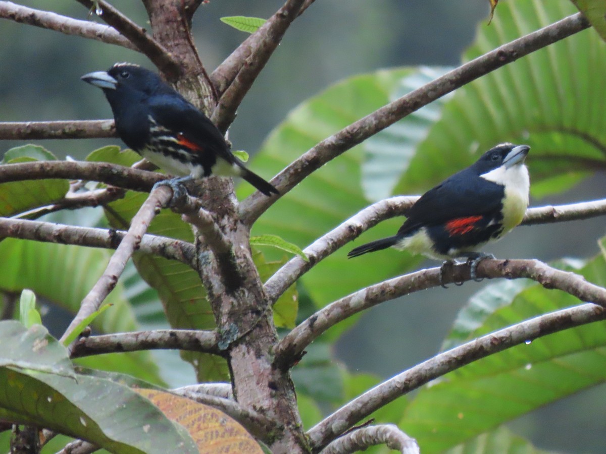 Spot-crowned Barbet - ML624346217