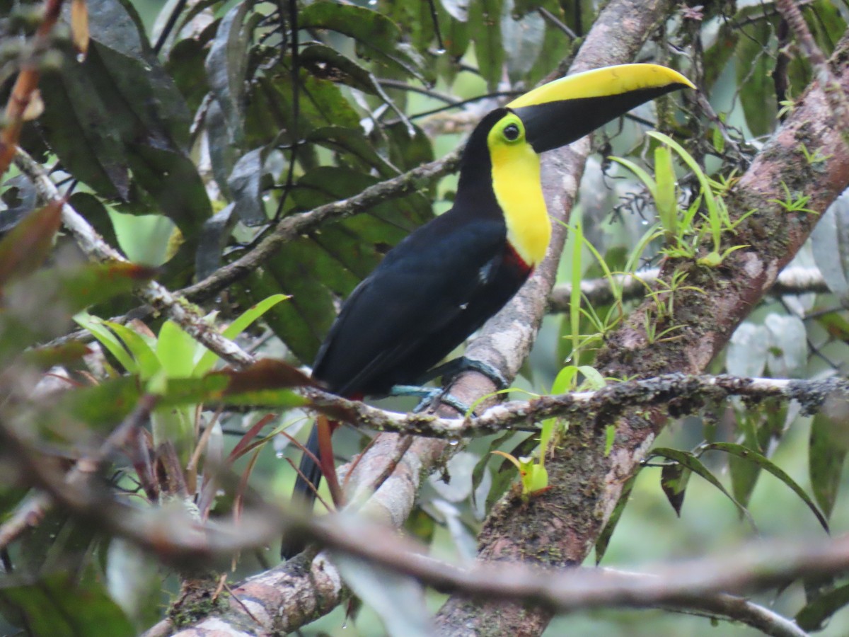 Choco Toucan - Jose Martinez De Valdenebro