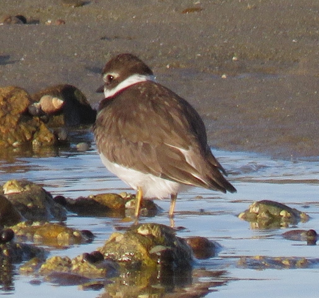 Semipalmated Plover - Roger Debenham