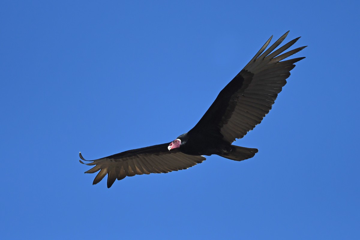 kondor krocanovitý (ssp. ruficollis) - ML624346255